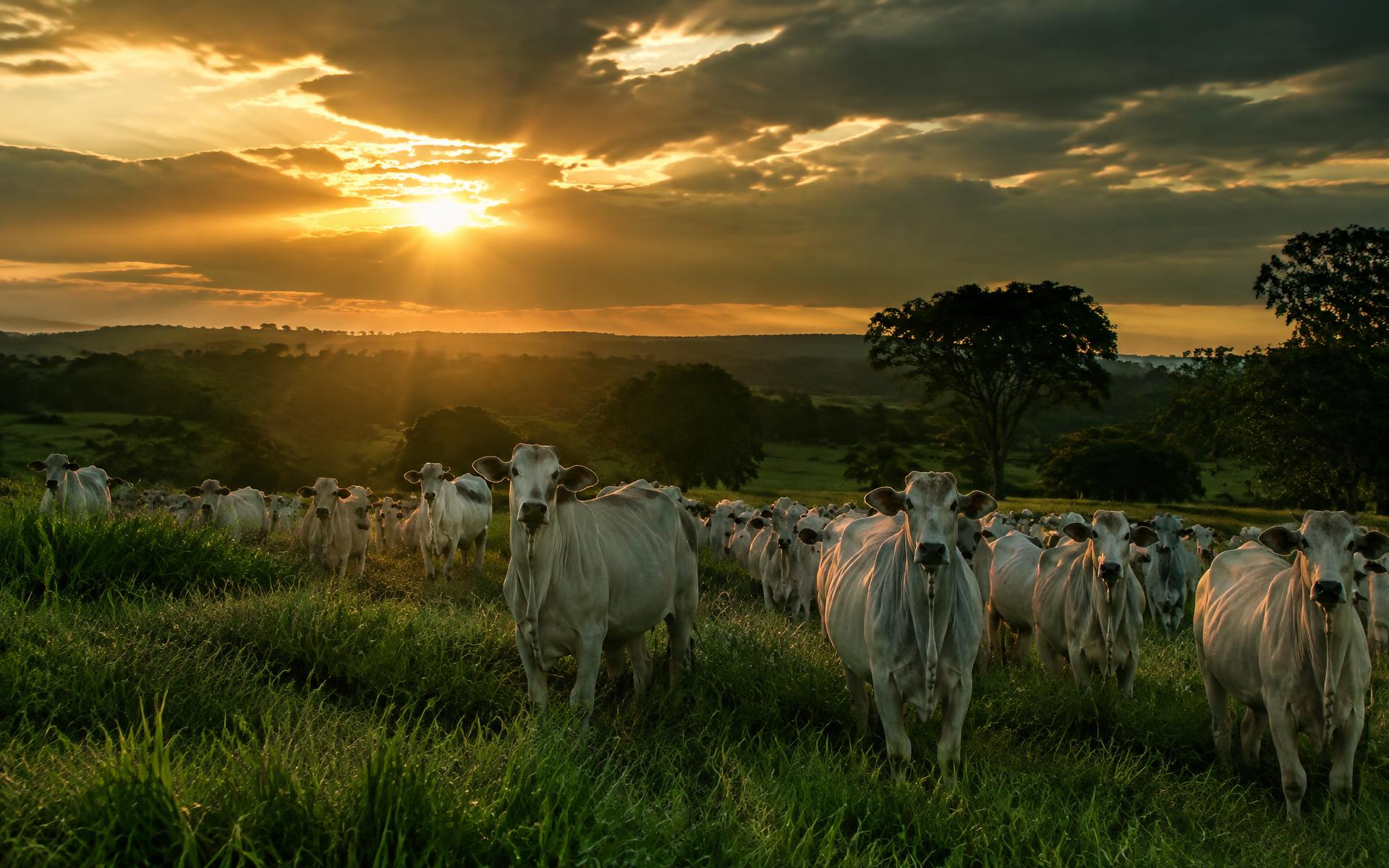 Rebanho Nelore em pasto verde ao pôr do sol